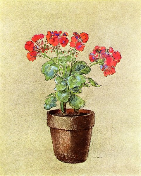 Geraniums