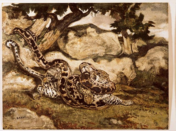 A Python Killing a Tiger