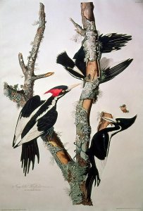 Vory-billed Woodpecker, from 'Birds of America', 1829