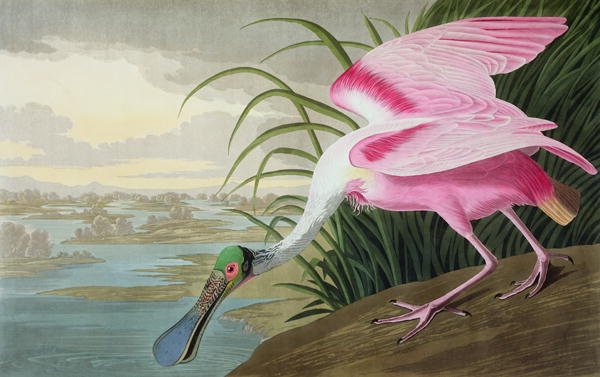 Roseate Spoonbill, Platalea leucorodia, 1836