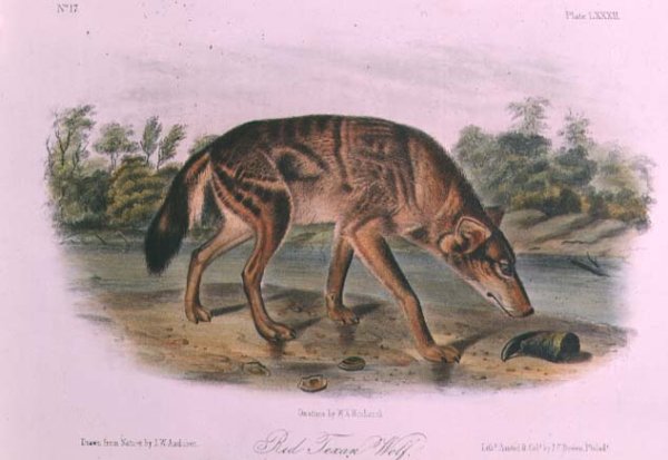 Red Wolf from Quadrupeds of North America