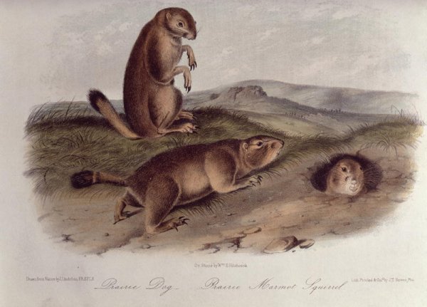 Prairie Dog from 'Quadrupeds of North America', 1842-45