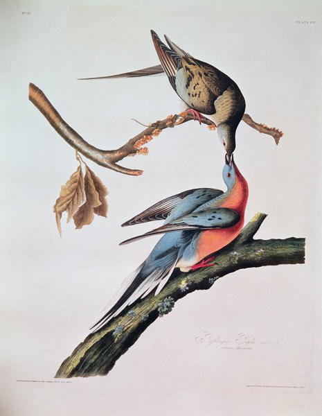 Passenger Pigeon, from 'Birds of America'