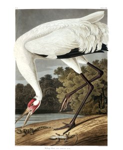 Whooping Crane, from 'Birds of America'