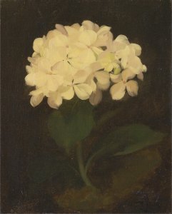 White Hydrangea