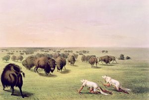 Hunting Buffalo Camouflaged with Wolf Skins, c.1832