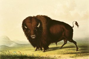 A Bison, c.1832