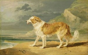 Rough-coated Collie, 1809