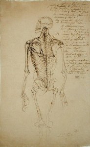 Drawing of a Mans Skeleton