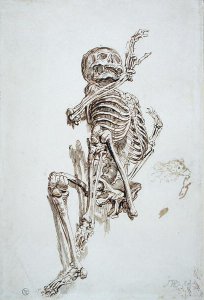 A Human Skeleton