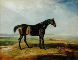 Dr. Syntax, a bay racehorse, standing in a coastal landscape, an estuary beyond