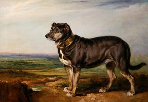 Portrait of Vic, a Spanish Bloodhound, c.1818-20