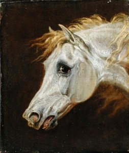 Head of a Grey Arabian Horse