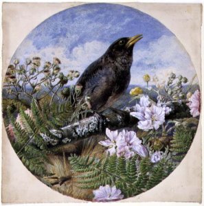 Blackbird, 1864