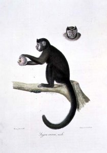 Brown Sajou Monkey, male, engraved by C. de Last, plate 30 (170) from Vol 1 of 'The Natural History of Mammals', by Georges Cuvier and E. Geoffroy Saint-Hilaire, pub. 1824