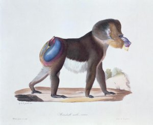 Old Male Mandrill, engraved by Werner and Langlume, plate 256 (61) from Vol 3 of 'Natural History of Mammals by Georges Cuvier and E. Geoffroy Saint-Hilaire