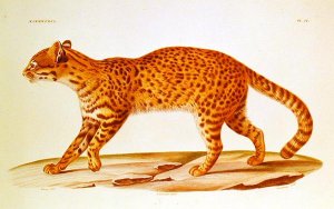 Geoffreys Cat (felis Geoffroyi) illustration from Voyage dans lAmerique Meridionale' by Alcide dOrbigny, engraved by Annedouche, 1847