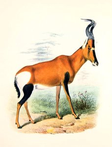 Antelope, from The Book of Antelopes