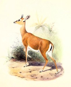 Antelope, from The Book of Antelopes 2