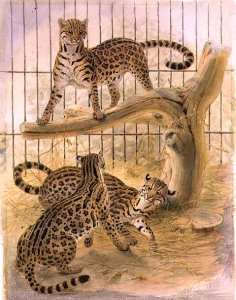 Ocelots in a Cage, 1874