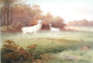 Cervus elaphus (White Variety), from The Knowsley Menagerie, October 24th 1850