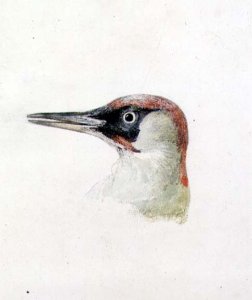 Woodpecker, from The Farnley Book of Birds, c.1816