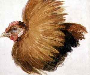 Game-Cock, from The Farnley Book of Birds, c.1816