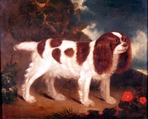 King Charles Spaniel