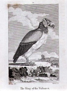 The King of The Vultures, from History of the Earth and Animated Nature, by Oliver Goldsmith, published in London, 1816