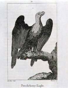 Pondicherry Eagle, from History of the Earth and Animated Nature, by Oliver Goldsmith, published in London, 1816