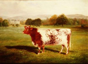 Portrait of a Shorthorn