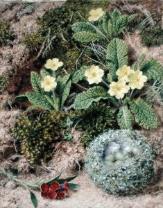 Primroses and Nest, 1877