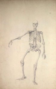 Human Skeleton, Anterior View, Right Arm Outstretched, illustration from A Comparative Anatomical Exposition of the Structure of the Human Body with that of a Tiger and a Common Fowl, 1795-1806