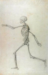 Human Skeleton, Lateral View seen from the Left, Running, illustration from A Comparative Anatomical Exposition of the Structure of the Human Body with that of a Tiger and a Common Fowl, 1795-1806