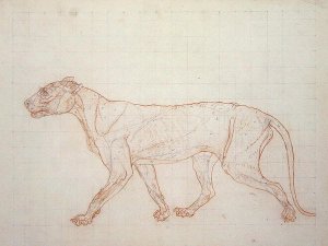 Tiger, lateral view, skin removed, illustration from A Comparative Anatomical Exposition of the Structure of the Human Body with that of a Tiger and a Common Fowl, 1795-1806