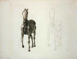 Tab. VIII, from The Anatomy of the Horse... 1766