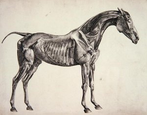 Plate from The Anatomy of the Horse, c.1766