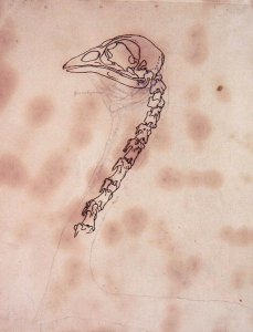 Study of a Fowl Head and Neck, Lateral View, from A Comparative Anatomical Exposition of the Structure of the Human Body with that of a Tiger and a Common Fowl, 1795-1806