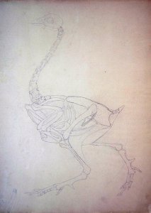 Study of a Fowl, Lateral View, from A Comparative Anatomical Exposition of the Structure of the Human Body with that of a Tiger and a Common Fowl, 1795-1806