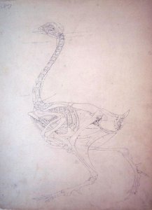 Study of a Fowl, Lateral View, from A Comparative Anatomical Exposition of the Structure of the Human Body with that of a Tiger and a Common Fowl, 1795-1806 2