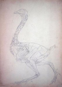 Study of a Fowl, Lateral View, from A Comparative Anatomical Exposition of the Structure of the Human Body with that of a Tiger and a Common Fowl, 1795-1806 3