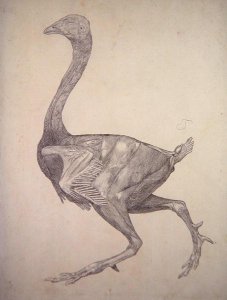 Study of a Fowl, Lateral View, from A Comparative Anatomical Exposition of the Structure of the Human Body with that of a Tiger and a Common Fowl, 1795-1806 4