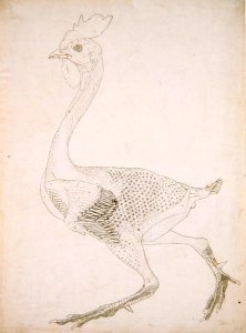 Study of a Fowl, Lateral View, from A Comparative Anatomical Exposition of the Structure of the Human Body with that of a Tiger and a Common Fowl, 1795-1806 6