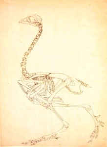 Study of a Fowl, Lateral View, from A Comparative Anatomical Exposition of the Structure of the Human Body with that of a Tiger and a Common Fowl, 1795-1806 12