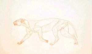 Study of a Tiger, Lateral View, from A Comparative Anatomical Exposition of the Structure of the Human Body with that of a Tiger and a Common Fowl, 1795-1806 3