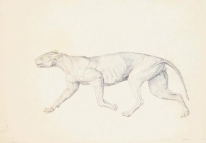 Study of a Tiger, Lateral View, from A Comparative Anatomical Exposition of the Structure of the Human Body with that of a Tiger and a Common Fowl, 1795-1806 4