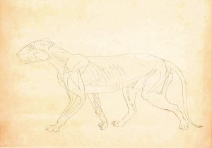 Study of a Tiger, Lateral View, from A Comparative Anatomical Exposition of the Structure of the Human Body with that of a Tiger and a Common Fowl, 1795-1806 6