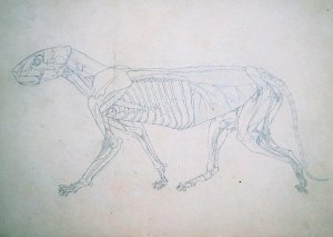 Study of a Tiger, Lateral View, from A Comparative Anatomical Exposition of the Structure of the Human Body with that of a Tiger and a Common Fowl, 1795-1806 13