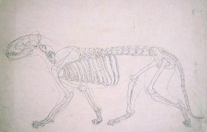 Study of a Tiger, Lateral View, from A Comparative Anatomical Exposition of the Structure of the Human Body with that of a Tiger and a Common Fowl, 1795-1806 17