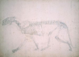 Study of a Tiger, Lateral View, from A Comparative Anatomical Exposition of the Structure of the Human Body with that of a Tiger and a Common Fowl, 1795-1806 18